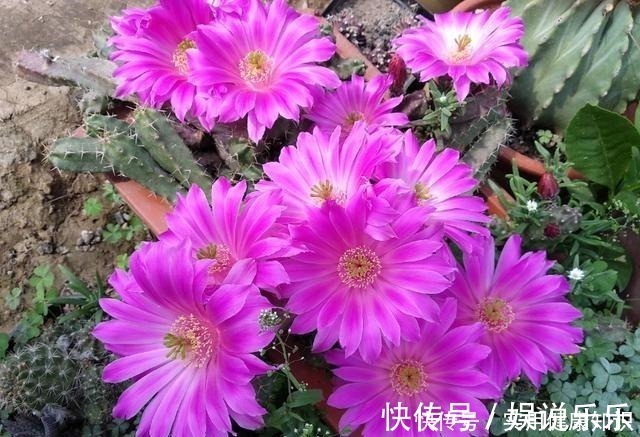 阳性|4种最耐晒的花，越晒花越多，夏季也不怕，家里有院子的可别错过！