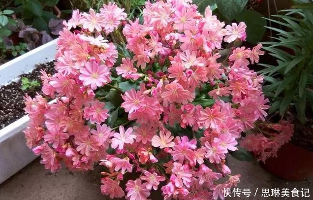 这花像长寿花一样好养，全年不间断的开花，太美了