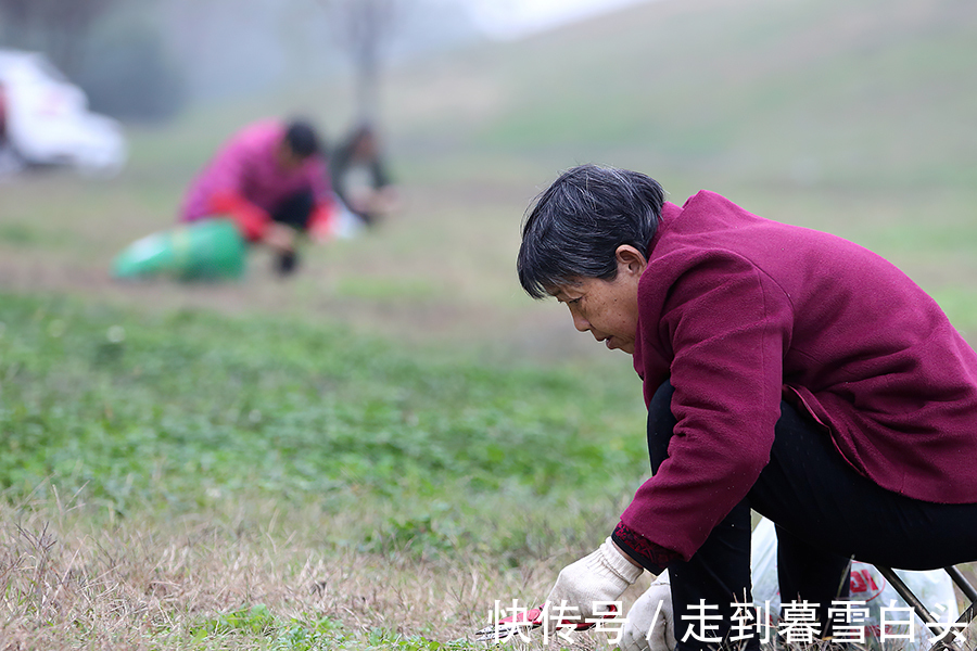 野果|入侵我国多地泛滥，家畜食用经常中毒，如今却成了“高端”野菜