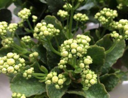 盆里加点“它”，长寿花叶子肥厚，呼呼窜花蕾，一年多开3、4次