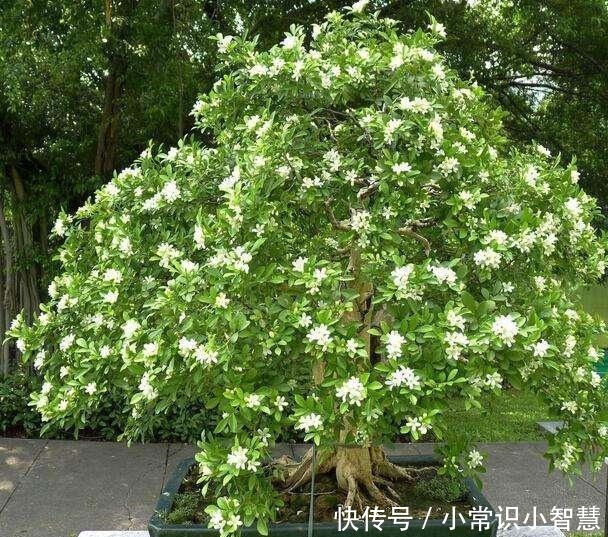 少抽两包烟,此花也要栽2株,花香不输给桂花,好养又好看!