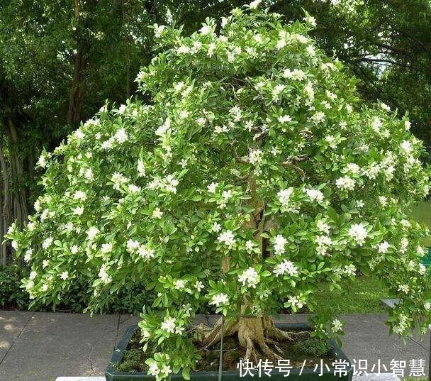 少抽两包烟，此花也要栽2株，花香不输给桂花，好养又好看！