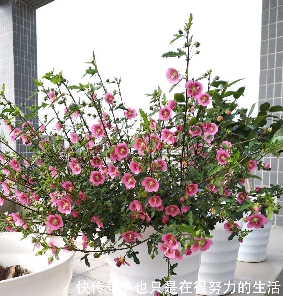 长成|小木槿养成“棒棒糖”,有一步不可少,只需一年长成小树长满花苞