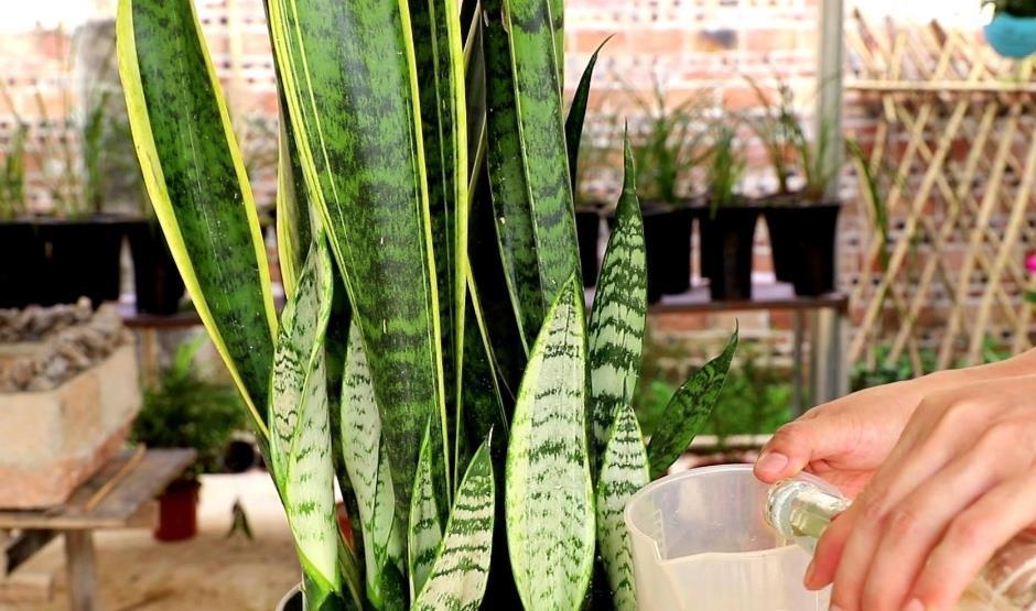 施肥|让虎皮兰多长新芽,4个养护要点不能忽视,不然长期不长新叶