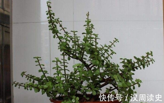 营养物质|金枝玉叶和玉树养不好？给它们“喝”点“精华液”，比肥料都管用