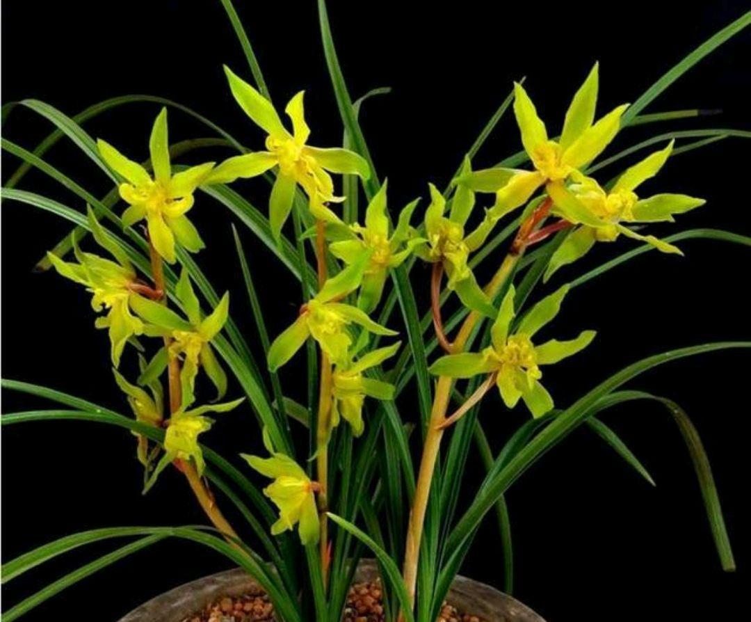 蕙兰有了花苞还能上盆吗，该怎样养护，掌握方法技巧