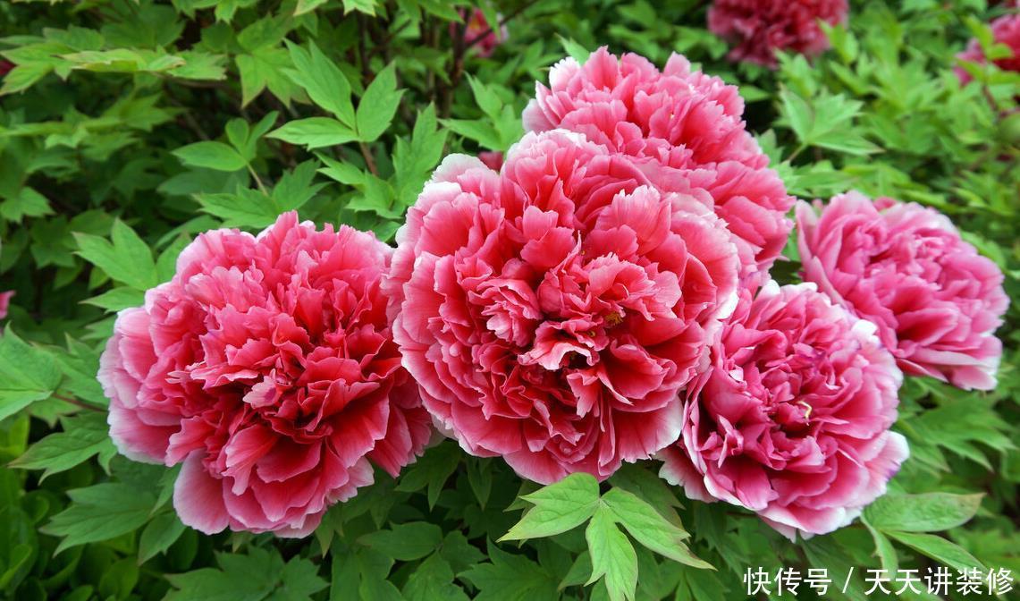 家中若有带院子的房子,建议栽种3种观赏树,小投入,大收获