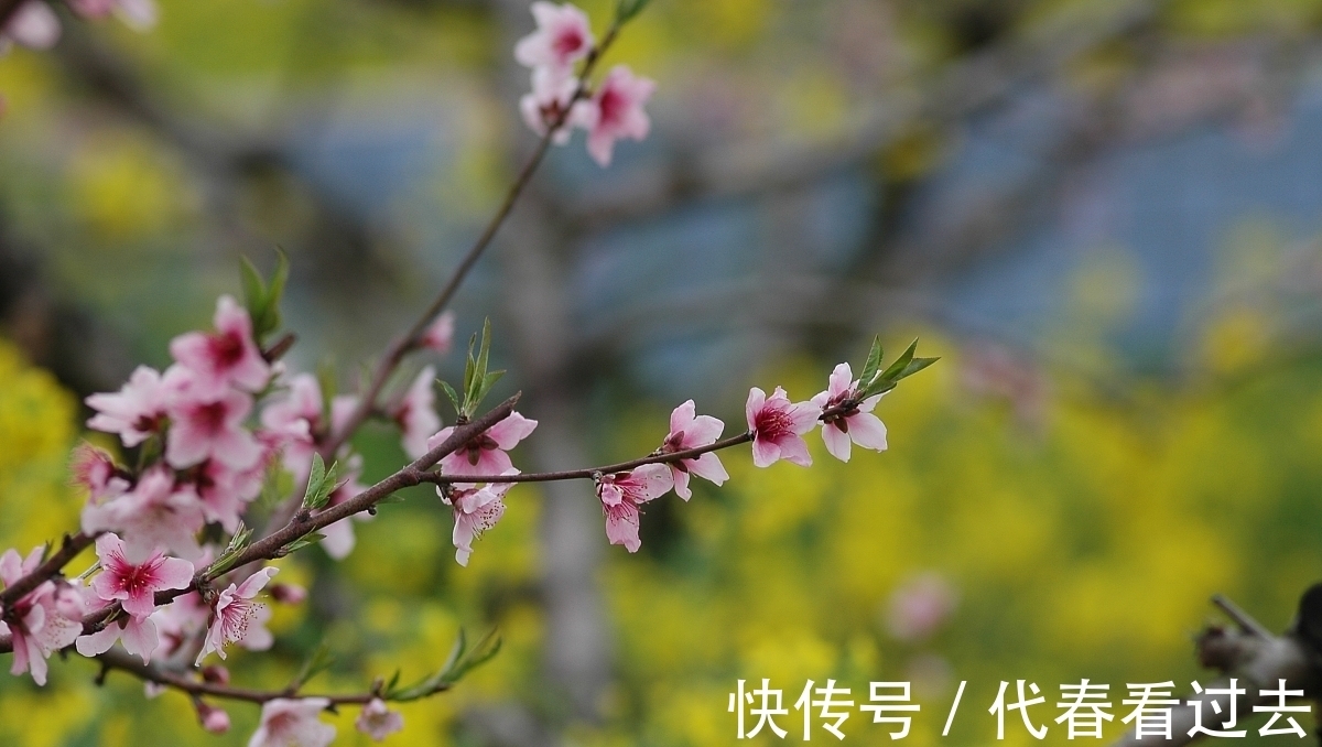 杨柱|杨柱诗词十首:嵌句偶拾(辘轳体)人面桃花相映红