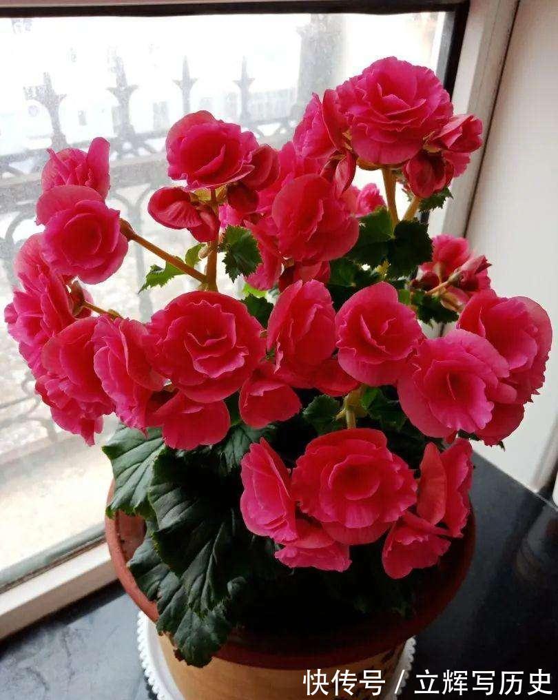 16种花被誉为冬日里的“开花机器”,喜欢就可以养起来,又美又香