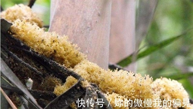 竹竿上生长的山珍,外形似银耳,人称“植物燕窝”,产量非常低