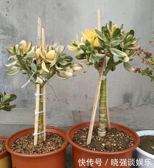 大腿|养了20年的玉树，杆子比大腿还粗，满树白花跟下雪了一样