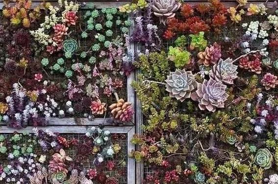 养多肉，一到夏季就徒长、黑腐、化水谨记3点保管枝叶繁茂