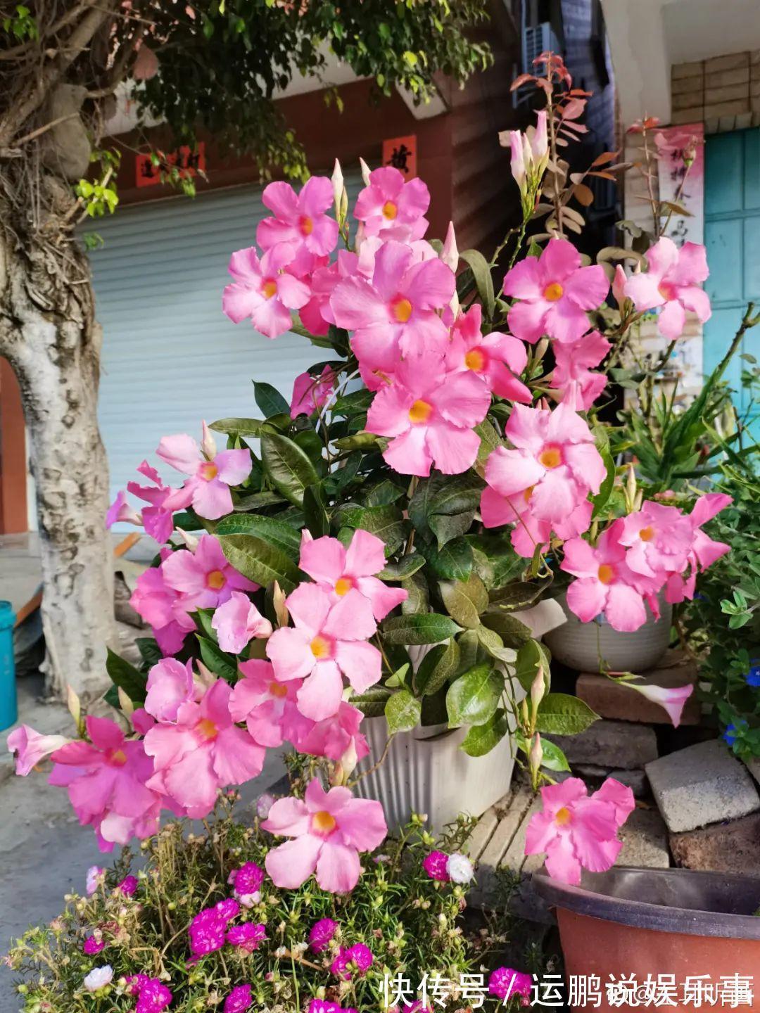 三角梅|30种夏天花,热不死、晒不死,大半年都开花,还没病虫害