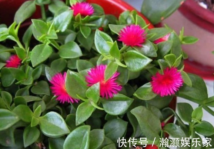 浇水|3种花便宜漂亮又好养,10元买两盆,开花漂亮花期长,谁养谁喜欢