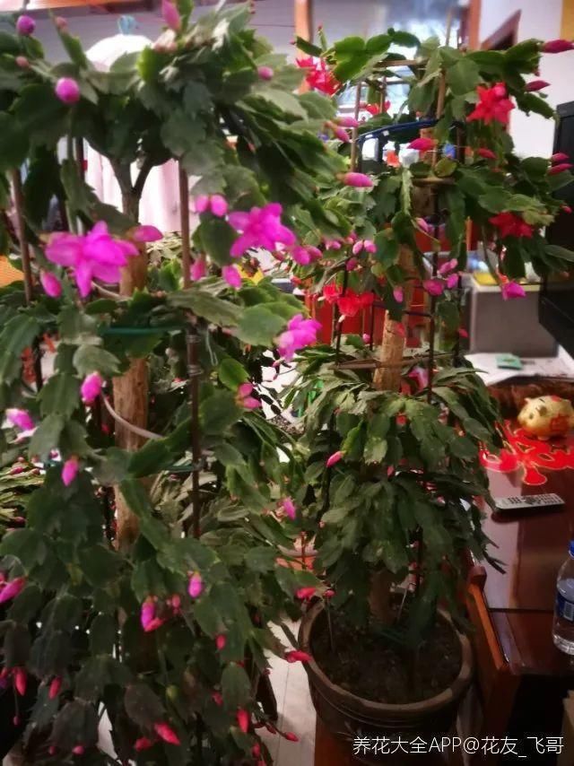 最小的盆，养最牛的花，还能开爆盆，真牛！