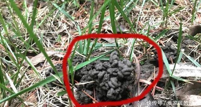 蚯蚓|捡来1种土块，碾碎泡水，制成万能肥，养花根壮、花多