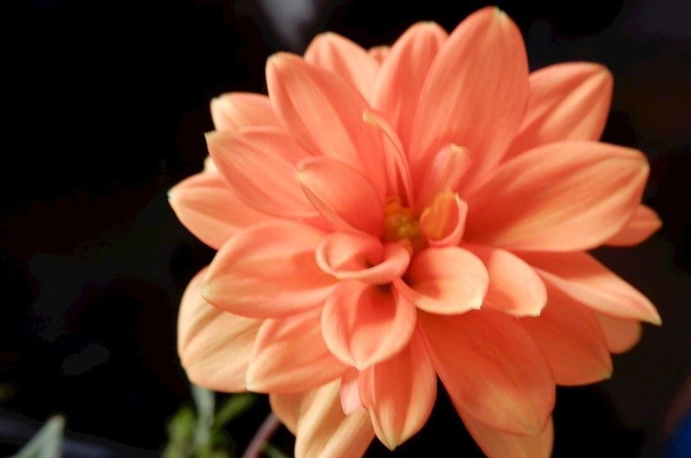 养花试试这几款，花期长达半年赏心悦目