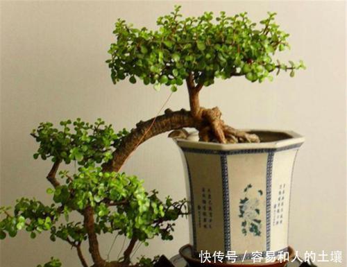 施肥|金枝玉叶有四怕,避免四点,养护金枝玉叶不再难