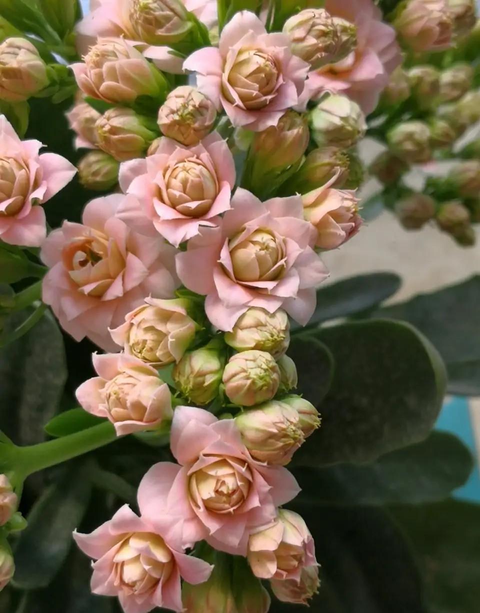 花色|75个长寿花品种，一个比一个美，一起来认识一下吧！