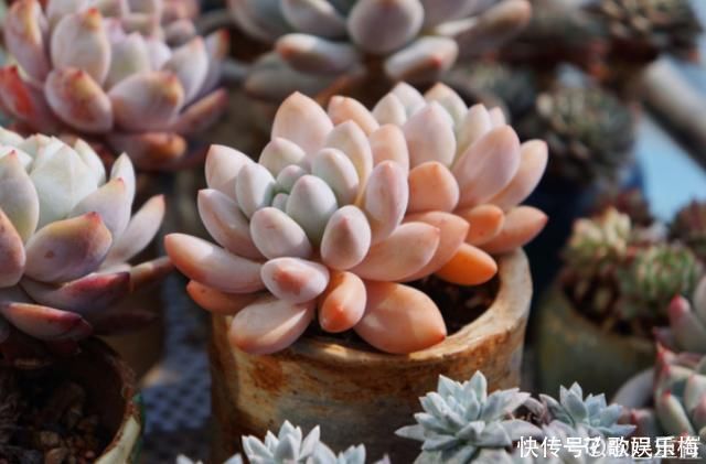 浇水|新买的多肉，旱它10天不浇水，反而长得特别胖