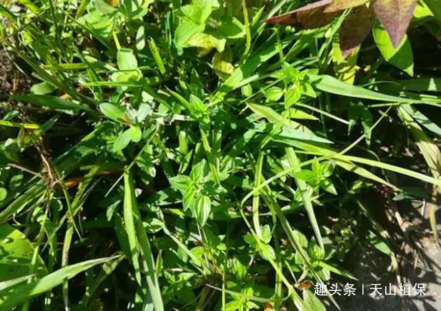 食物|根部形似人参,是穷苦人家的宝贵食物,如今要卖80元一斤