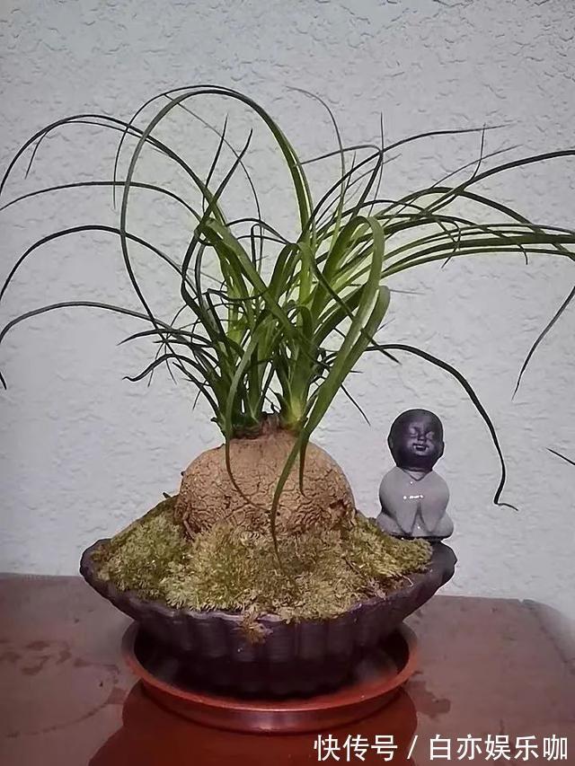 客厅|客厅养花就选这六种,寿命长、寓意好,省心又好养,你家养了几种