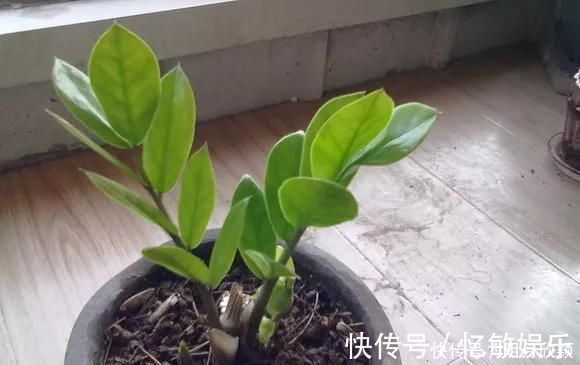 枝条|养花爱好者看过来这15种花现在“扦插”,生根快,一个周就长芽