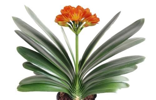 温差|兰花和君子兰不开花、不长叶、不发芽?问题就在三点,试试吧