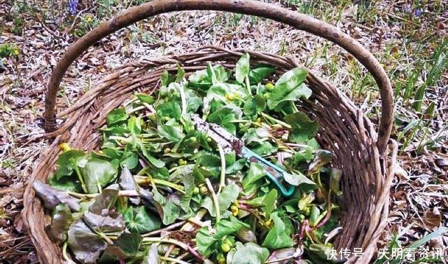 长在河边无人识,叶子却极珍贵,人称“驴蹄菜”,别忽视