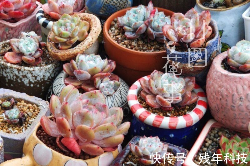 七款适合女生的多肉植物，便宜皮实好养护，易出状态颜值高