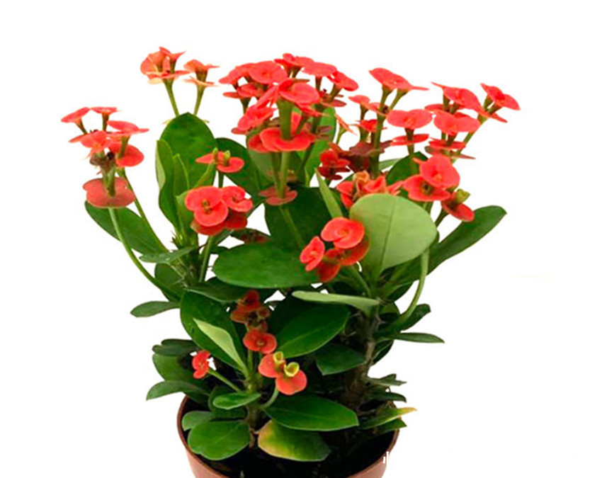 养花|世上花期最长的八大盆栽花卉,春夏秋冬开不停,养花选它就对了