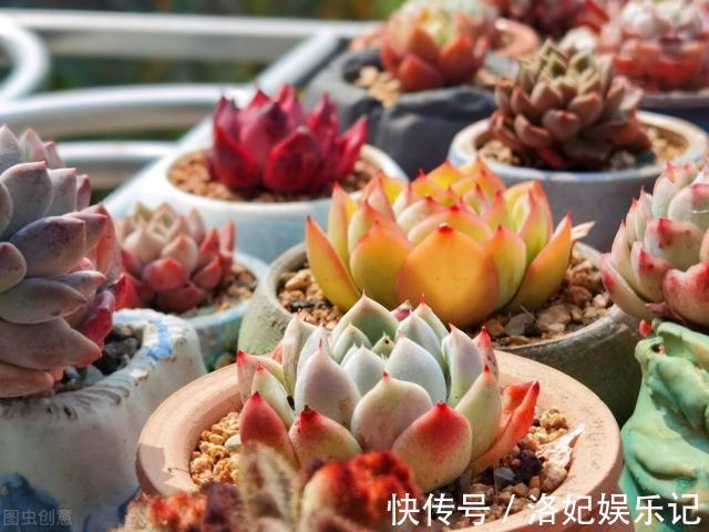 施肥|杨阿姨家的多肉15天浇一次生长水,3个月大变样,成就感满满
