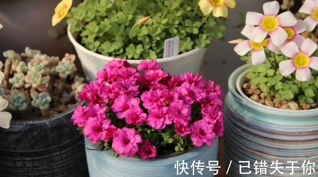 桃之辉|温度越低,颜色越深,可与桃花相较的光叶酢浆草你见过吗?