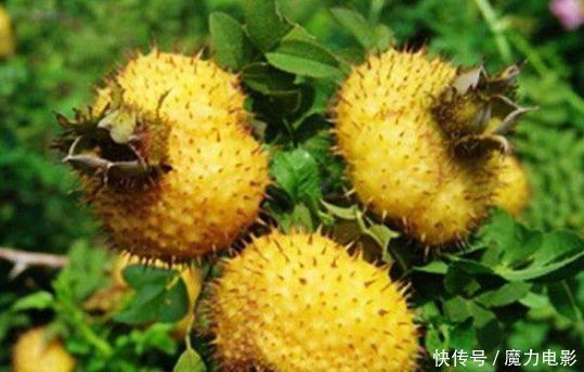 排毒|女性想要身体好常吃3种食物,健胃消食,排