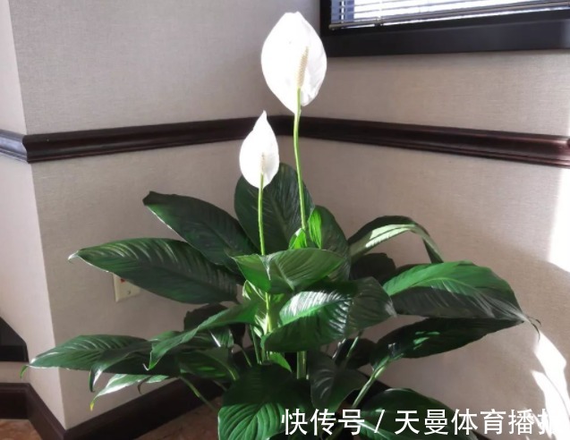 红掌|红掌、白掌太难养?这两种养护截然不同,不要当普通绿植去养