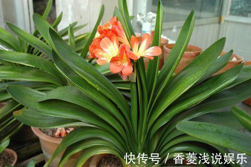 盆栽什么花草,搁阳台成一片花海?选此4款,花期长、花量大