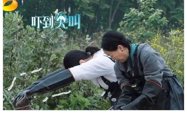 泥鳅|张艺兴拒绝抓泥鳅，表现不如飞行女嘉宾，黄磊担心的事情发生了