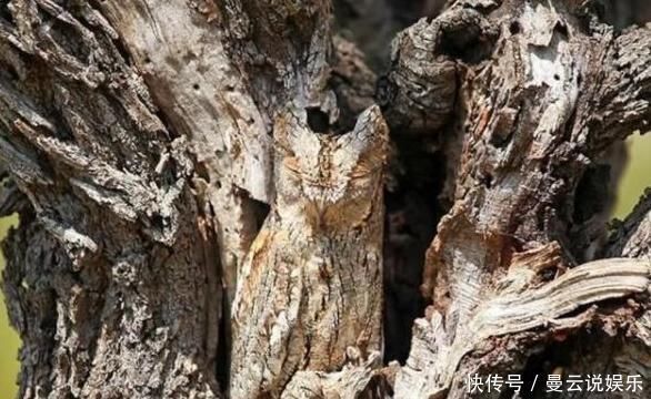 大脑|权威痴呆测试80分以上的大脑还算健康,看看你能及格吗