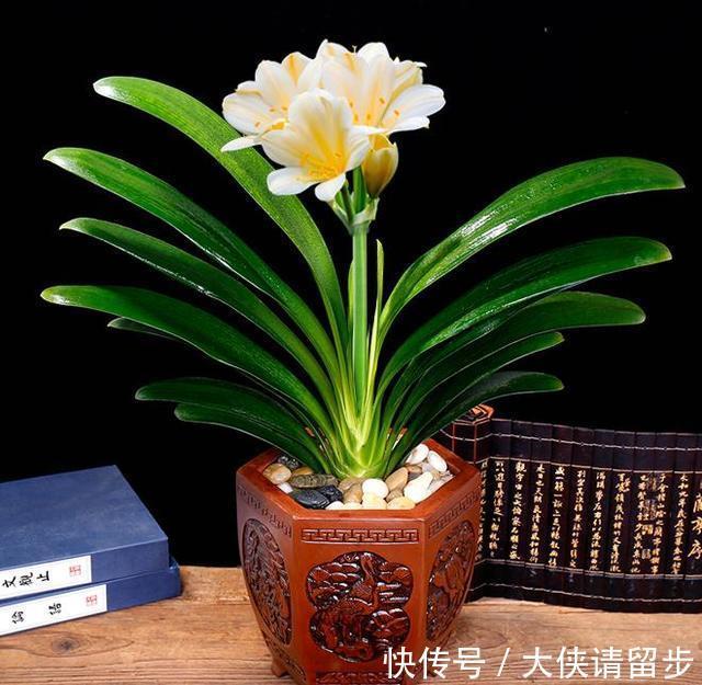 给君子兰喝一种“饮品”,一年长6片叶片,闪亮发光,可爱迷人