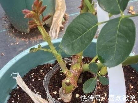 养殖花中皇后月季,盆栽做到4点,花朵个大色艳、数量多