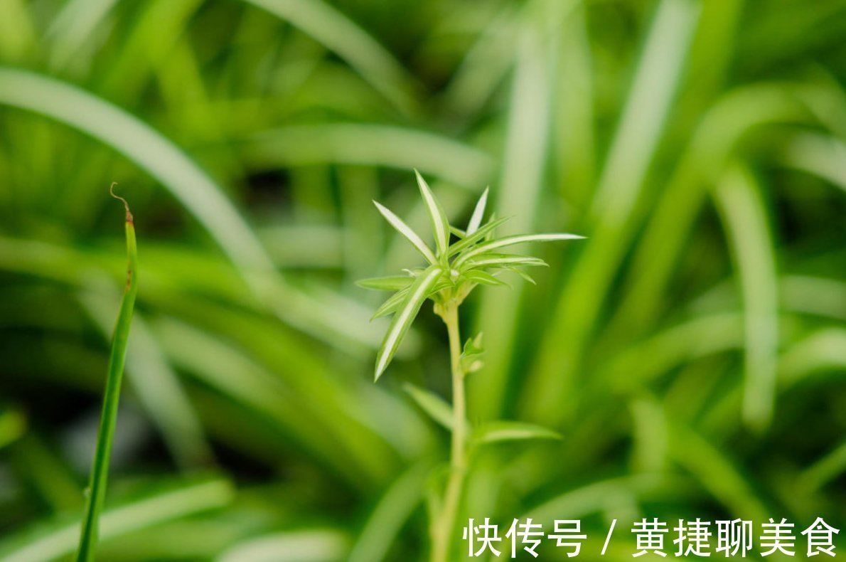 为什么吊兰总干尖？4个原因导致，对症下药好得快