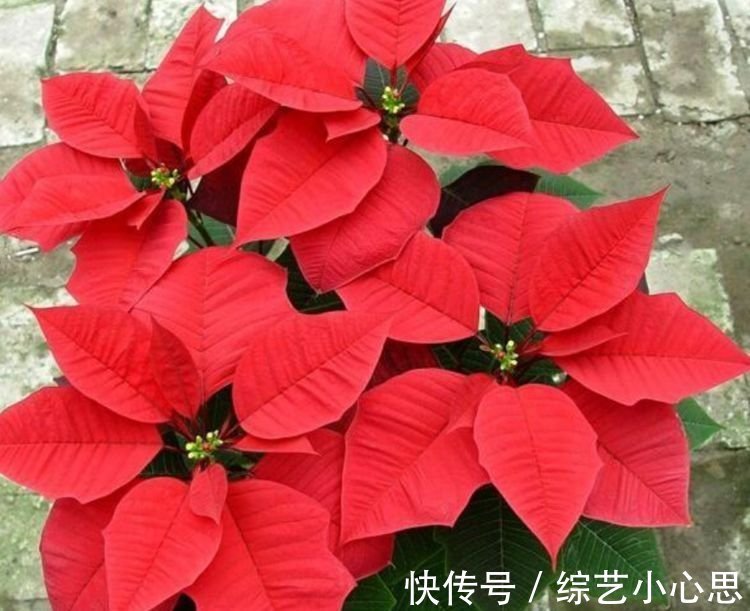 春天就养此款植物，好养易打理，清新脱俗，懒人最爱