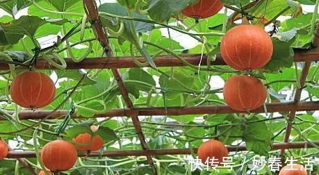 南瓜南瓜性温|吃南瓜有六大好处，但以下4类人却不适宜吃南瓜，早知早好