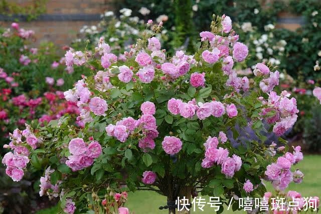 家里有院子，建议种一些能观赏的树，小投入，大收获，划算