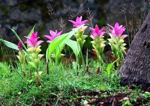 野外常见的1种漂亮花，开花仙气十足，遇到忍不住想带回家