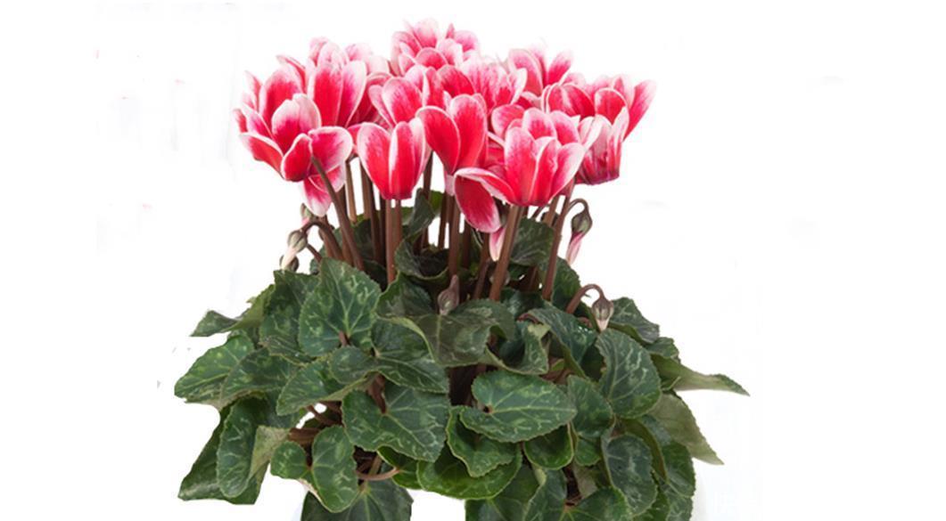 仙客来、蟹爪兰养护有三怕,掌握好才能花期长,越养越茂盛