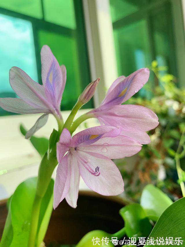 堪称生物入侵的花,千万别在家养,泛滥了可不好收拾