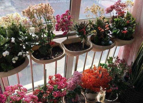 长寿|6、7月盆栽长寿花，该如何养好3个窍门让它花期开花挡不住