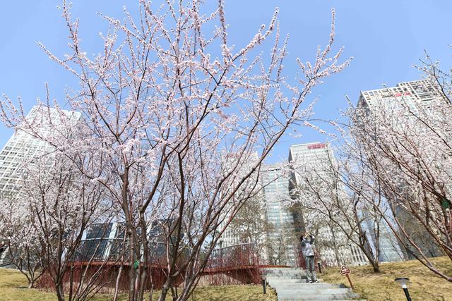 北京今天最高气温21℃，花粉浓度极高，敏感人群尽量少外出