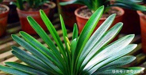 叶片|新手养护花卉,掌握3个方面,次次开花“爆盆”,叶片绿滴油!